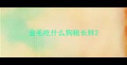 金毛吃什么狗粮长胖