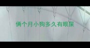 俩个月小狗多久有眼屎