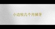小边牧几个月掉牙