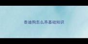 泰迪狗怎么养基础知识
