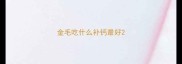 金毛吃什么补钙最好