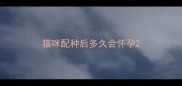 猫咪配种后多久会怀孕