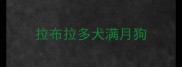 拉布拉多犬满月狗
