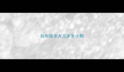 拉布拉多犬几岁生小狗