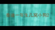 泰迪一年生几窝小狗