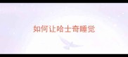 如何让哈士奇睡觉