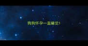 狗狗怀孕一直睡觉