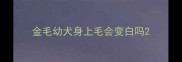 金毛幼犬身上毛会变白吗