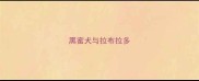 黑蜜犬与拉布拉多
