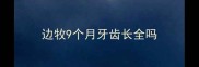 边牧9个月牙齿长全吗