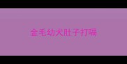 金毛幼犬肚子打嗝