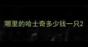 哪里的哈士奇多少钱一只