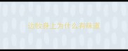 边牧身上为什么有味道