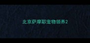北京萨摩耶宠物领养