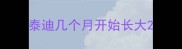 泰迪几个月开始长大