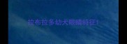 拉布拉多幼犬眼睛特征