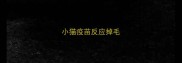 小猫疫苗反应掉毛