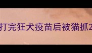 打完狂犬疫苗后被猫抓