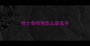 哈士奇母狗怎么取名字