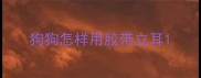 狗狗怎样用胶带立耳