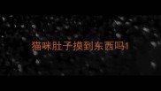 猫咪肚子摸到东西吗