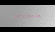 金毛7个月怎么训练