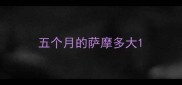 五个月的萨摩多大