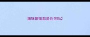 猫咪繁殖都是近亲吗