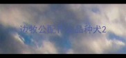 边牧公配什么品种犬