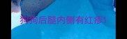 狗狗后腿内侧有红疹