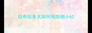 拉布拉多犬如何预防细小6