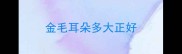 金毛耳朵多大正好
