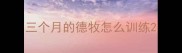 三个月的德牧怎么训练