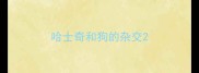 哈士奇和狗的杂交