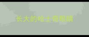 长大的哈士奇眼睛