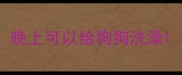 晚上可以给狗狗洗澡