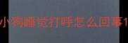 小狗睡觉打呼怎么回事