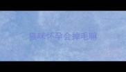 猫咪怀孕会掉毛嘛