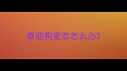 泰迪狗变态怎么办