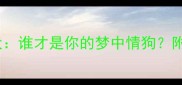 泰迪犬vs比熊犬谁才是你的梦中情狗附超全对比攻略