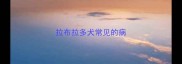 拉布拉多犬常见的病