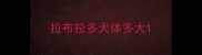 拉布拉多犬体多大