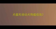 犬瘟死後幼犬狗瘟疫苗