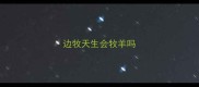 边牧天生会牧羊吗