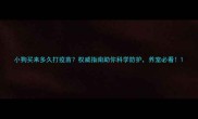 小狗买来多久打疫苗权威指南助你科学防护养宠必看