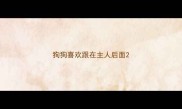狗狗喜欢跟在主人后面