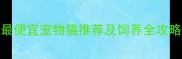 低成本养宠指南最便宜宠物猫推荐及饲养全攻略附品种价格表