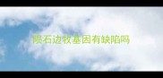 陨石边牧基因有缺陷吗