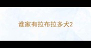 谁家有拉布拉多犬