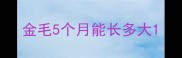 金毛5个月能长多大